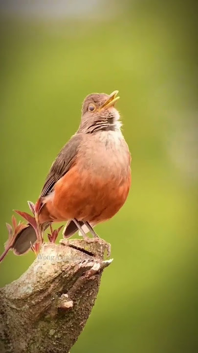 Merdunya Suara Burung Anis Gunung #shortvideo #subscribe #burungdialamliar #burungliar