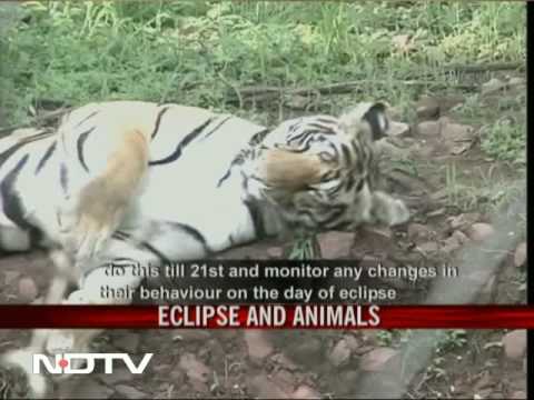 Solar eclipse and the animals - YouTube Solar eclipse and the animals - YouTube