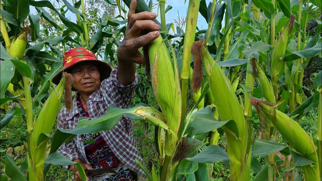 เก็บข้าวโพดในแปลงผัก ประหยัดน้ำ ประหยัดปุ๋ย คุ้มสุดๆแถมข้าวโพดหัวใหญ่มาก
