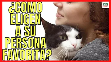 ¿Los gatos eligen a una persona favorita?