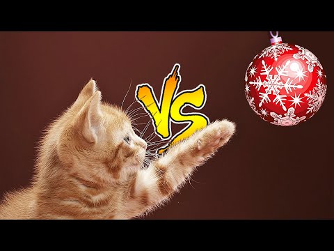 Vídeo: Gatos E árvores De Natal Podem Coexistir?