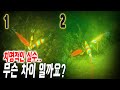 군산 문어 낚시 episode .채비에 대한 비밀을 밝히기 위해 수중 액션 촬영. 3시간 꽝치다 겨우 5마리 잡은 썰 (Octopus.lure.egi)