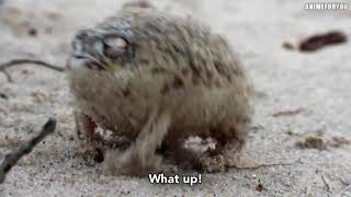 Black Clover Asta Screamparody On Desert Frog