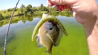 Sight Fishing Clear Water Summer Time Bass!