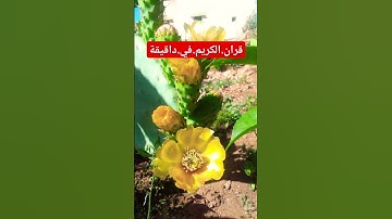 سورة.مريم.خالد.الجليل #المصحف #quran #راحة_نفسية #لايك #دويتو #اكسبلور احترم.القران.دقيقة #متابعه #