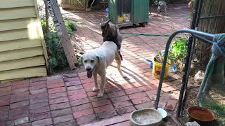 Gay goat trying to have sex with boy Labrador