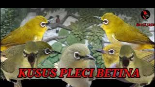 SUARA PIKAT BURUNG PLECI BETINA