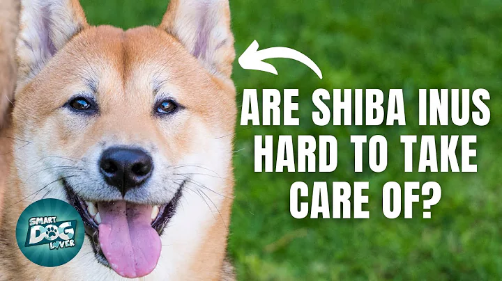12 Things Only Shiba Inu Dog Owners Understand