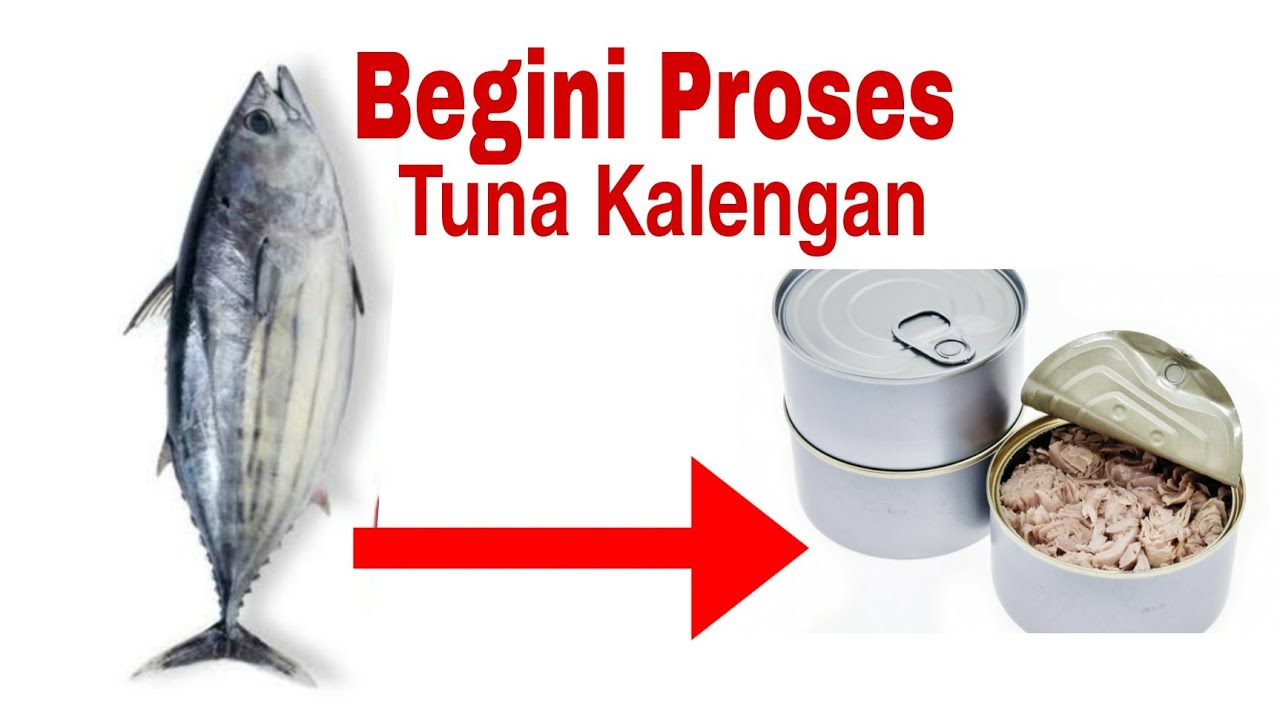 Pabrik Pengolahan Ikan Tuna Kalengan Teknologi Modern YouTube pabrik-pengolahan-ikan-tuna-kalengan-teknologi-modern-youtube