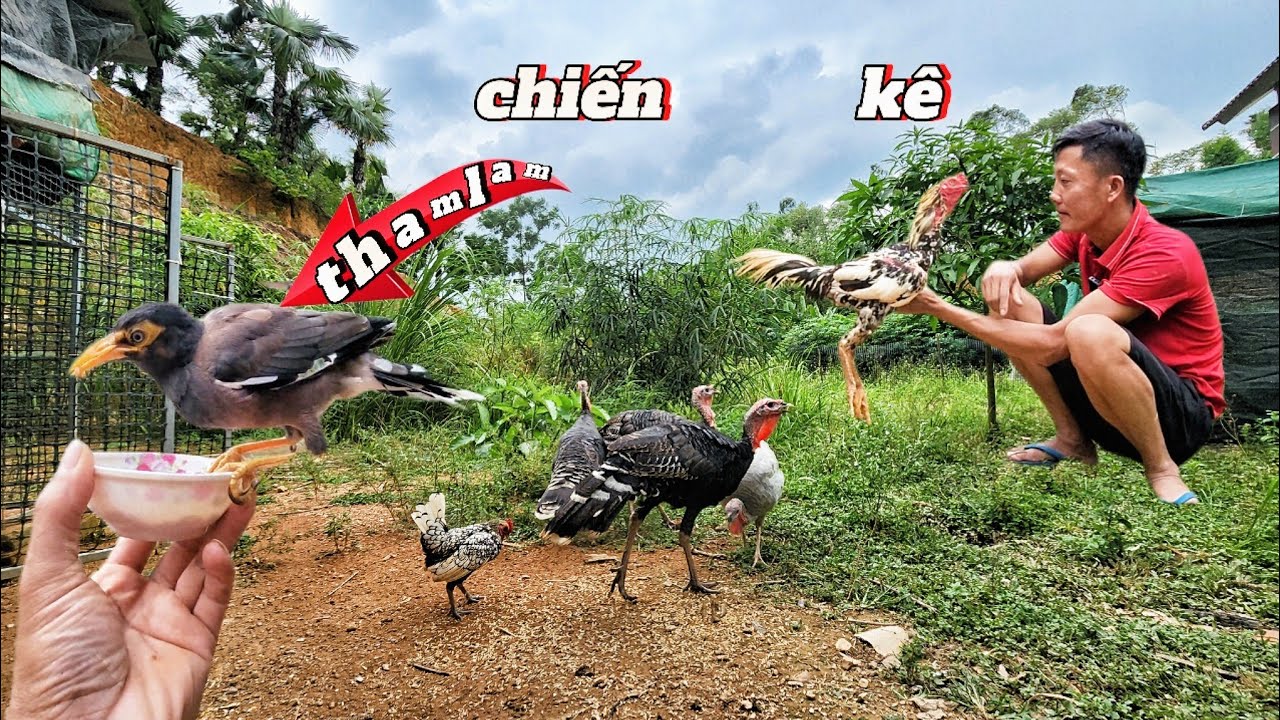 Gà chọi những đòn sát thủ _ HIẾUĐENTV