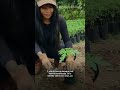 Las hojas mosaicadas y deformes en papaya no se curan: es...