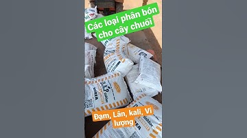các loại phân bón cho cây chuối #shorts #chuối #chuoi #nongnghiepvietnam #phanbonhuuco #phanbonnpk