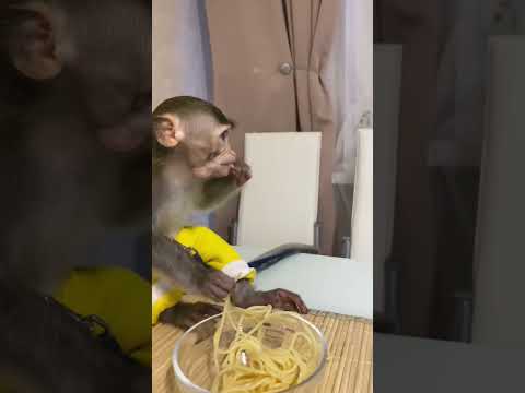 Funny Monkey Babymonkey Shorts Обезьяна