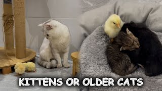 Cute Cat story  Do chicks like to play with kittens or older cats?