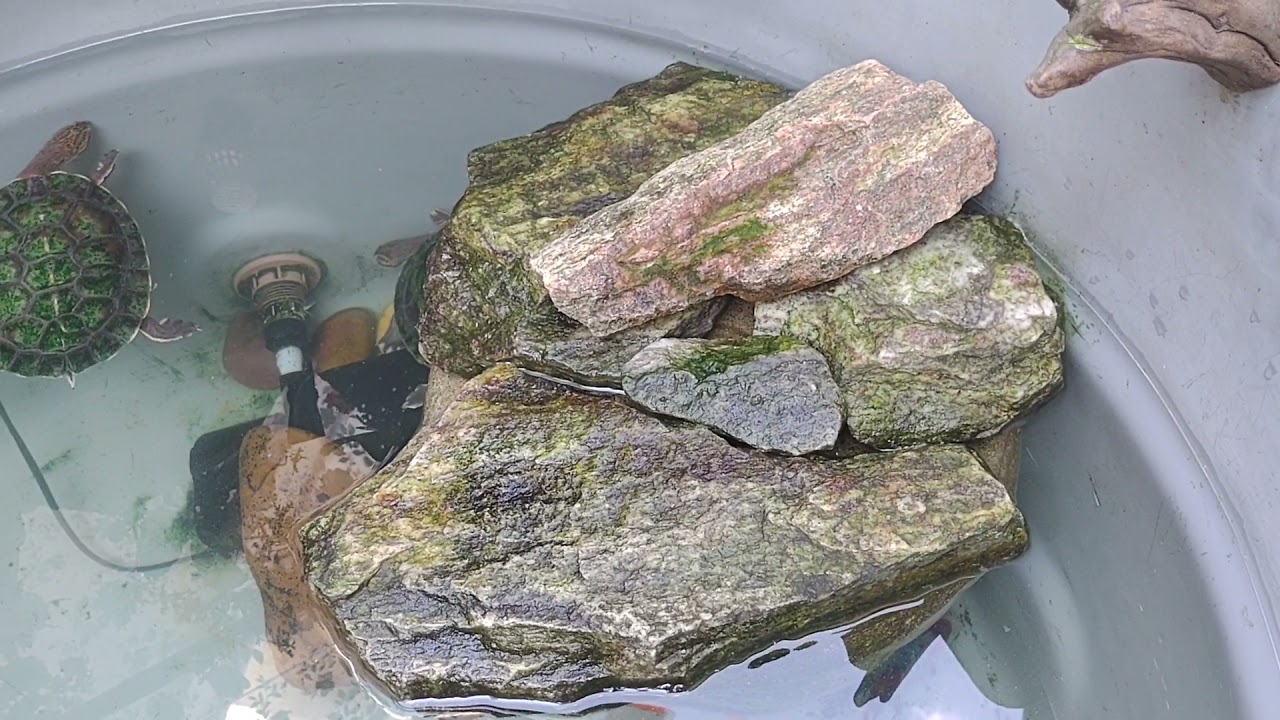 Minhas tartaruga de água em Caixa d'água