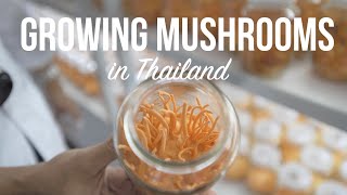 Growing Mushrooms in Thailand | A Visit to Two Mushroom Farms