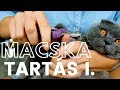 MACSKATARTÁS I. - higiénia, alom, karomvágás, fürdetés