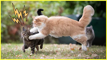 Wann kämpfen Katzen?