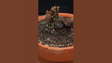 Cocoa tree grows in 30 days