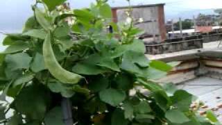 Terrace Vegetable Farming