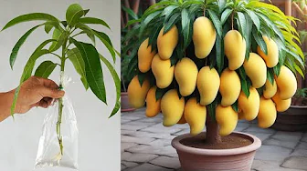 Grow MANGOES Like a Pro with THIS Simple Trick!