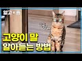 고양이 소리를 잘 들어보면 무엇을 원하는지 알 수 있다? 본격 고양이 울음소리 분석한 나응식 수의사│고양이를 부탁해│알고e즘