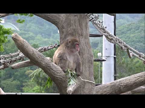 サル山のニホンザル～さっぽろ円山動物園