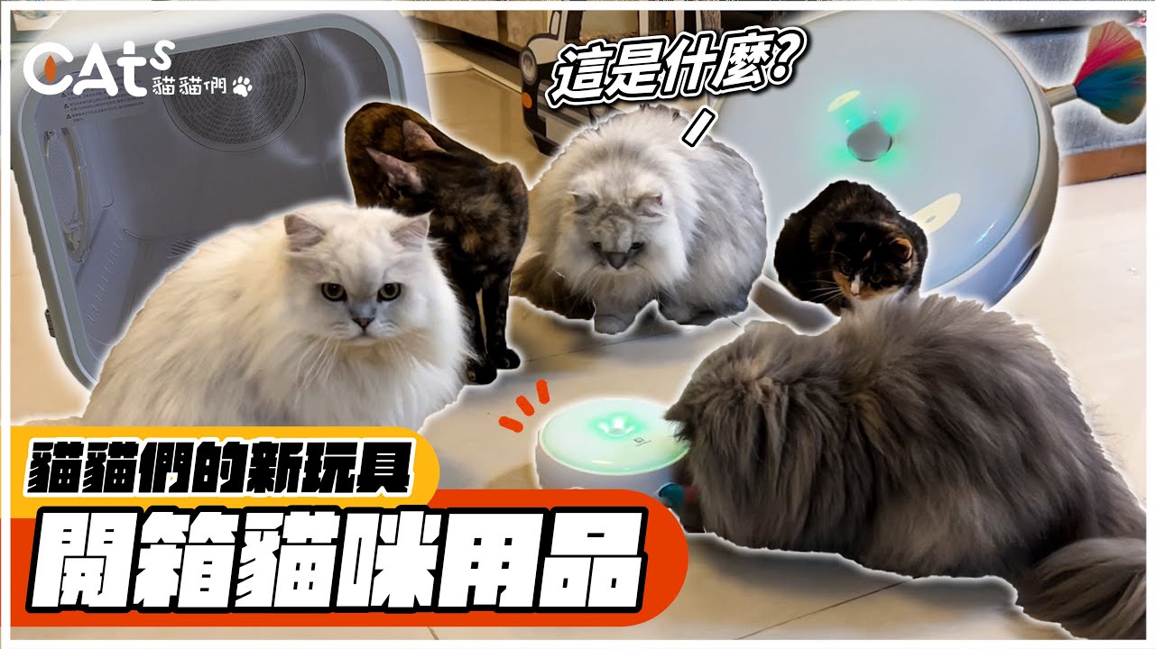 貓貓們的新玩具/貓咪用品開箱by淘寶