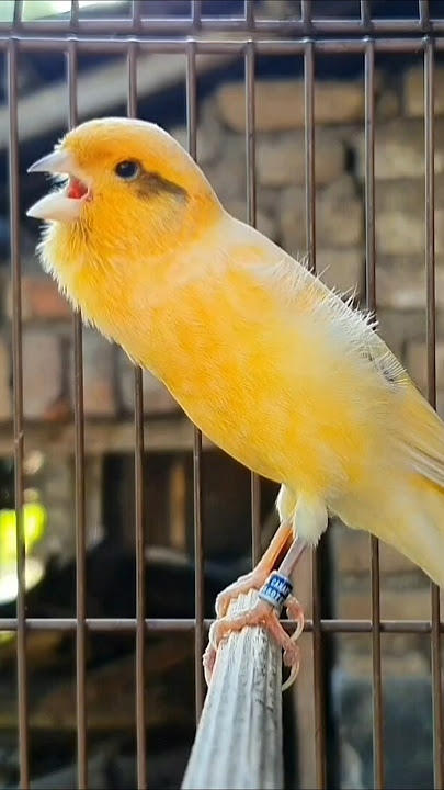 best song canary bird | bird sound #birds #animals #canary #funnyanimals
