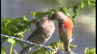 Les Oiseaux de Corrèze N°2:(Les oiseaux familiers mais discrets)