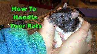 How To Pick Up And Handle Your Rat(s)
