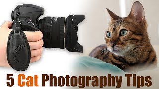 5 Amazing Cat Photography Tips for Incredible Photos