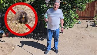 How To Get Rid of Gophers In Your Yard