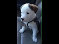 Dog Mad at his own HICCUPS | FUNNY