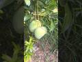 My Home garden harvesting fruit #vivasaayi #farmer #athanurpatti #valapady