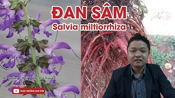 Đan Sâm là gì và Công dụng của Đan Sâm