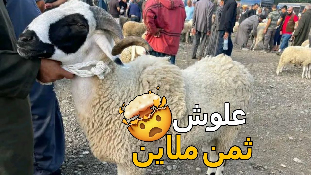 اسعار المواشي اليوم في الجزائر سوق الجلفة السبت 17 جانفي 2026