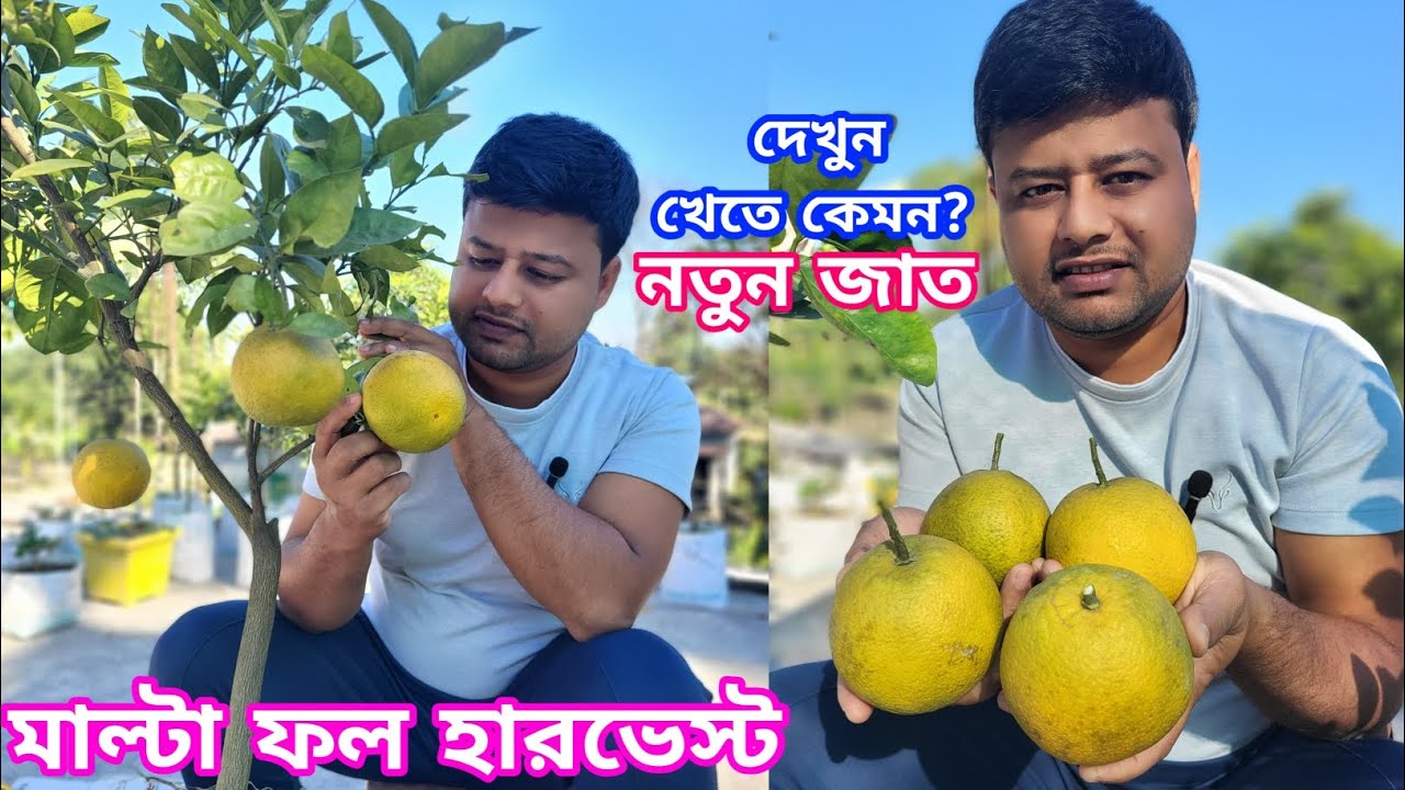 🔥🍊মাল্টা ফল হারভেস্ট । Malta Fruit Harvest। 