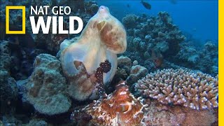 Octopuses Mate With a Special “Sex Arm” | Nat Geo Wild