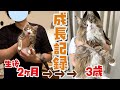 大型猫の成長スピードがやばすぎる…！3年間の成長記録がこちらです