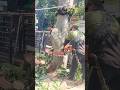 Woodworking tips and tricks tree feeling Technique #shortvideo #treecutting #chainsawman