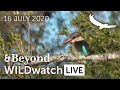 WILDwatch Live | 16 July, 2020 | Afternoon Safari | South Africa