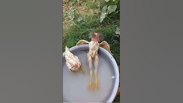 Thumbnail of chicken dance #chickensong #animals #hen #funny #song