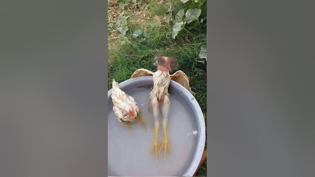chicken dance #chickensong #animals #hen #funny #song