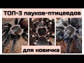 Пауки - птицееды для новичка. ТОП-3. Какого паука завести первым?/ Tarantulas for beginners. Top-3.