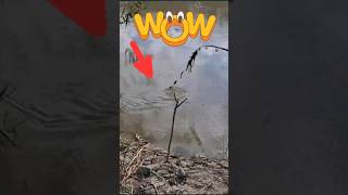 🔥 «Сазан на крючке! Борьба до последнего!»