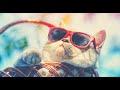 Baby cats  cute and funny baby cats compilation  pets lover 04