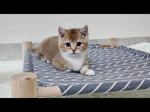 The kitten Vivi is fighting with all its siblings in its house