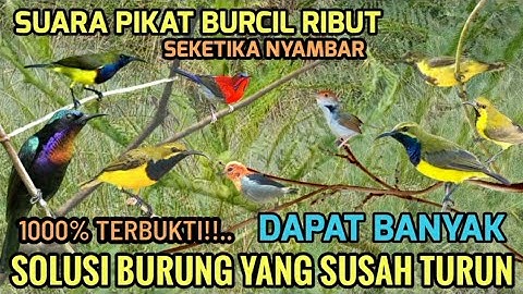 TERBUKTI❗Suara pikat burung kecil - Suara pikat burcil anti zonk 2025