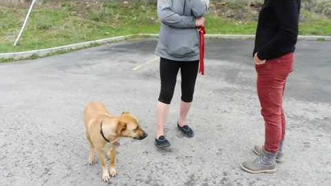 Before and After: Unpredictable Pancho - Dog Transformation Video